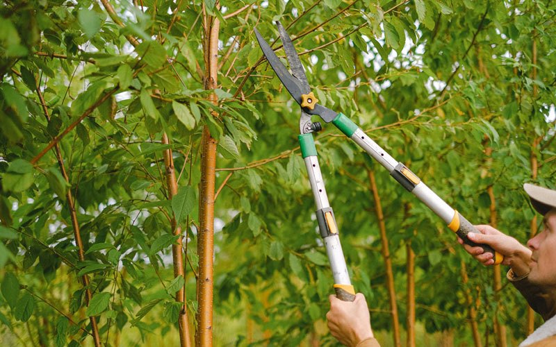 Tree trimming in Parker, WA