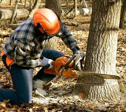 Tree Removal in Parker, WA